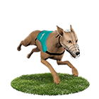 金富旺娛樂城白金賽狗